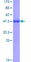 Human C17orf49 Protein (Recombinant GST)