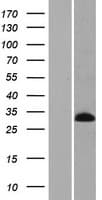MSANTD1 / C4orf44 Protein (Over-Expression Lysate Myc-DDK (Flag))
