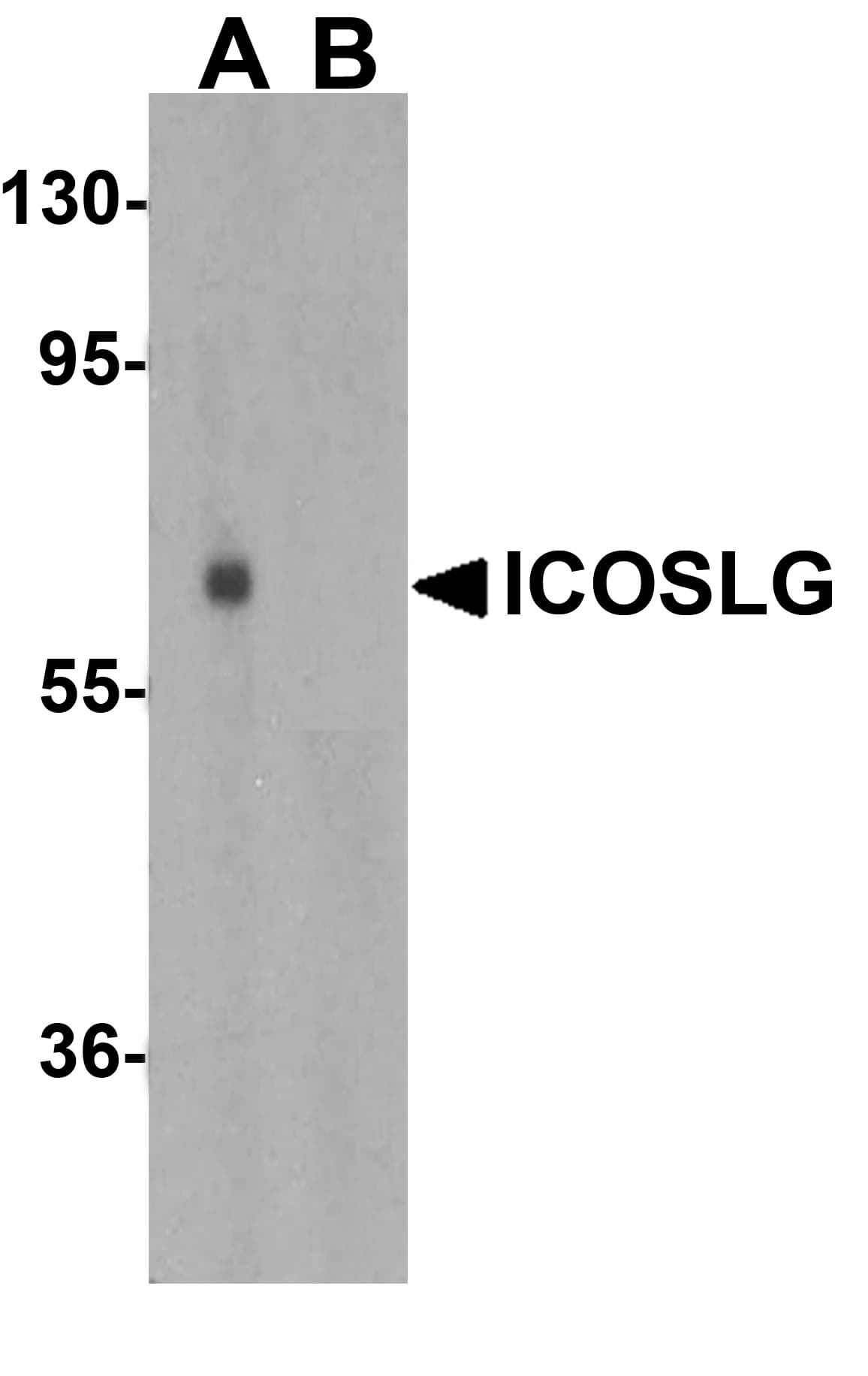 IHC-plus™ CD275 / B7-H2 / ICOS Ligand Antibody