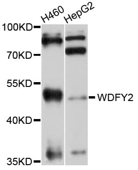 WDFY2 Antibody