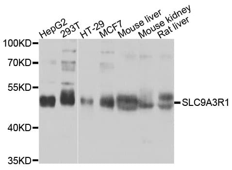 SLC9A3R1 / NHERF1 / EBP50 Antibody