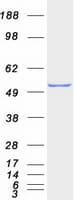 Human SHMT / SHMT1 Protein (Recombinant Myc-DDK (Flag))
