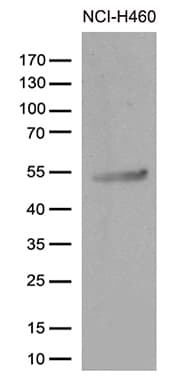 CRLF3 Antibody (clone OTI4C10)