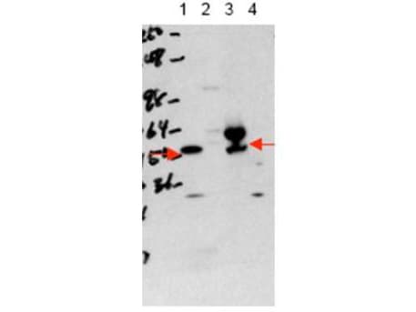 THRA / THR Alpha Antibody