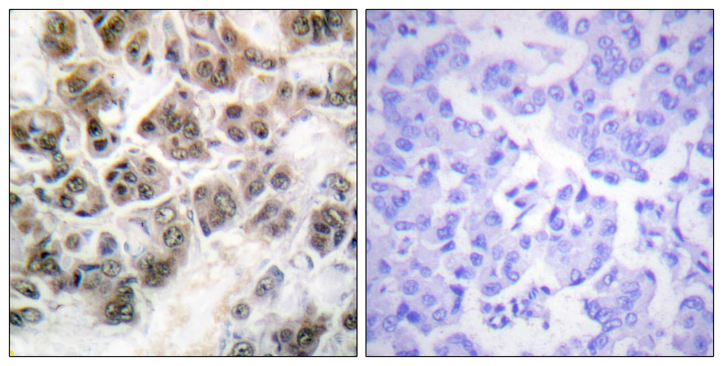 Histone H3.3 Antibody (aa16-65)