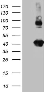 STX3 / Syntaxin 3 Antibody (clone OTI3A5)