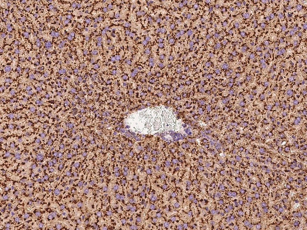 Polyclonal Rabbit anti-Mouse CTSL / Cathepsin L Antibody (Preservative Free, IHC)