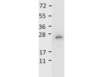 IL27 Antibody