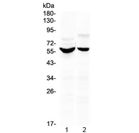 KPNA2 / Importin Alpha 1 Antibody