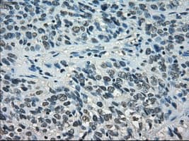 STAT1 Antibody (clone OTI15H3)