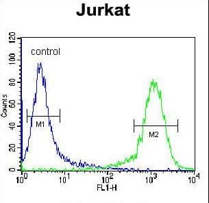 ADCY2 / Adenylate Cyclase 2 Antibody (aa451-481)