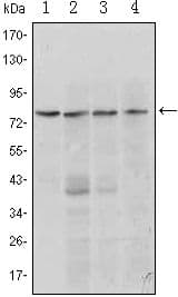 Monoclonal Mouse anti-Human BLIMP1 / PRDM1 Antibody (clone 50000000, WB)