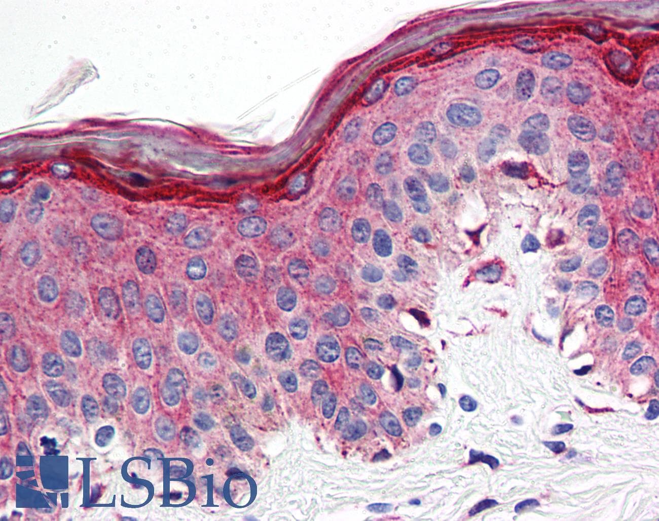 IHC-plus™ Polyclonal Rabbit anti-Human HTR1E / 5-HT1E Receptor Antibody (Cytoplasmic Domain, IHC)