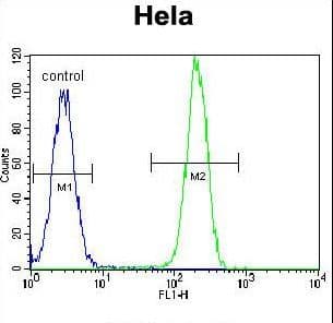 NPM1 / NPM / Nucleophosmin Antibody (aa198-226)