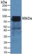 Polyclonal Rabbit anti-Mouse DPP4 / CD26 Antibody (aa29-178, WB)