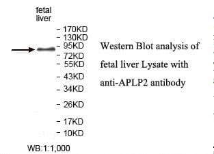 APLP2 Antibody (aa262-491)
