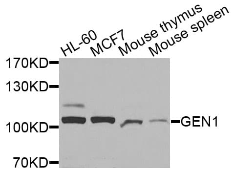GEN1 Antibody