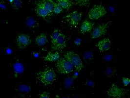 FAHD2A Antibody (clone OTI5G1)