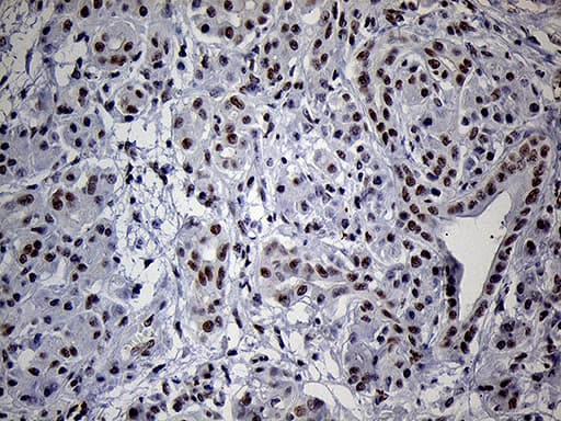 Monoclonal Mouse anti-Human C14orf80 Antibody (clone OTI6A3, IHC, WB)