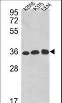 Polyclonal Rabbit anti-Human GAPDH Antibody (aa233-259, IHC, IF, WB)