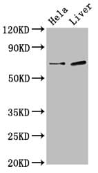 Polyclonal Rabbit anti-Human SSX2IP Antibody (IHC, IF, WB)