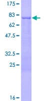 Human PPM1F Protein (Recombinant GST)