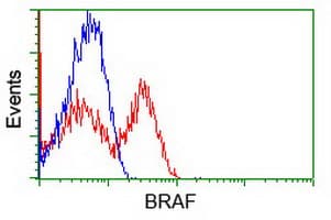 BRAF / B-Raf Antibody (clone OTI5A9)