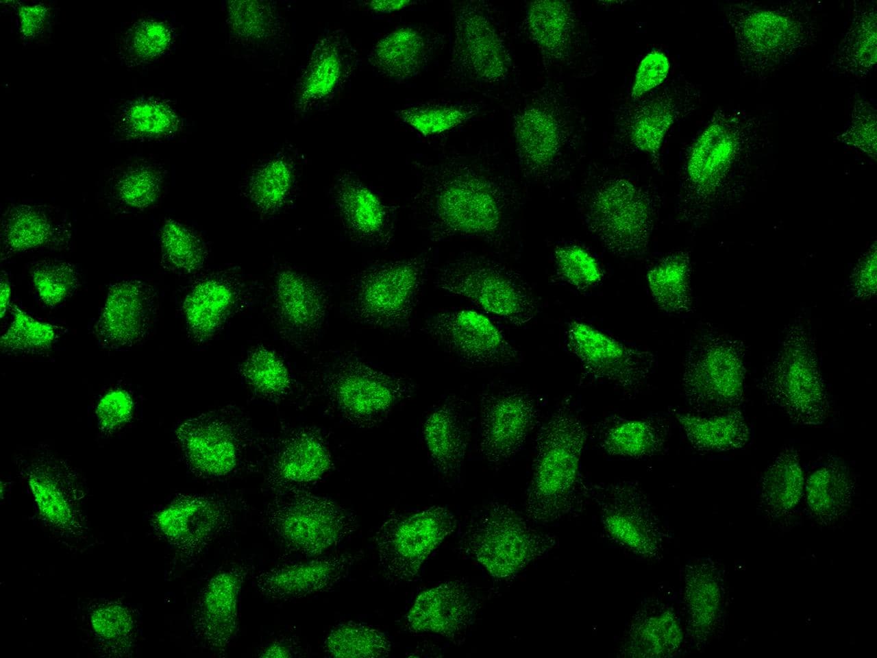 WBP4 Antibody