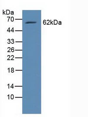 RELB Antibody (aa248-492)