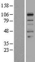 Smoothelin Protein (Over-Expression Lysate Myc-DDK (Flag))