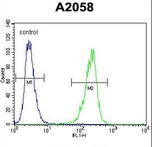 IHC-plus™ Polyclonal Rabbit anti-Human TIMP1 Antibody (aa157-188, IHC, IF, WB)