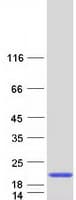 Human PPIL3 Protein (Recombinant Myc-DDK (Flag))