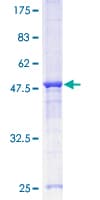 Human GRAP Protein (Recombinant GST)