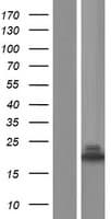 NUDCD2 Protein (Over-Expression Lysate Myc-DDK (Flag))