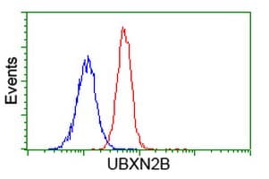 UBXN2B Antibody (clone OTI1G3)