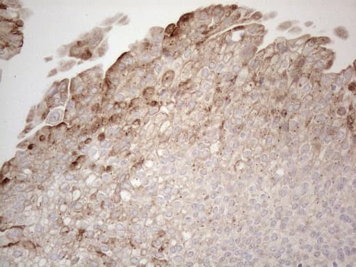 GRN / Granulin Antibody (aa327-593, clone OTI4B9)