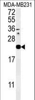 IL36A Antibody (aa35-61)