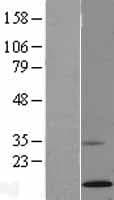 Ribonuclease A / RNASE1 Protein (Over-Expression Lysate Myc-DDK (Flag))
