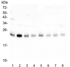 RAB11B Antibody