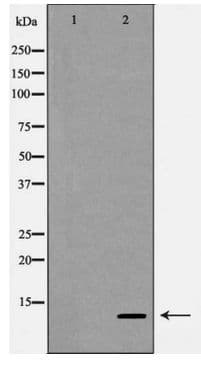 SDF1 / CXCL12 Antibody