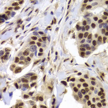 XRCC5 / Ku80 Antibody