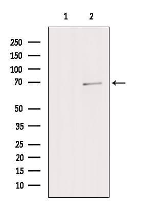 Polyclonal Rabbit anti-Human ZNF143 / STAF Antibody (IF, WB)