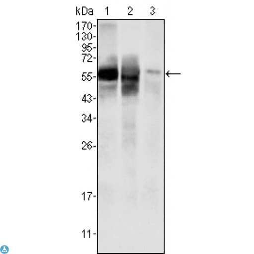 GPI Antibody