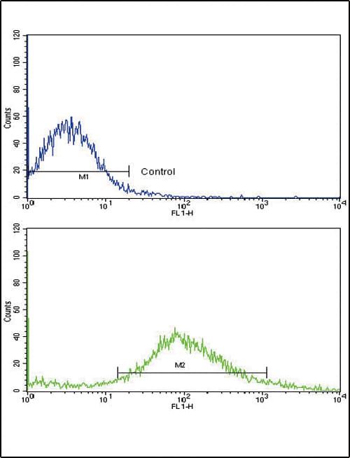 Polyclonal Rabbit anti-Human FZD1 / Frizzled 1 Antibody (aa367-396, IHC, WB)
