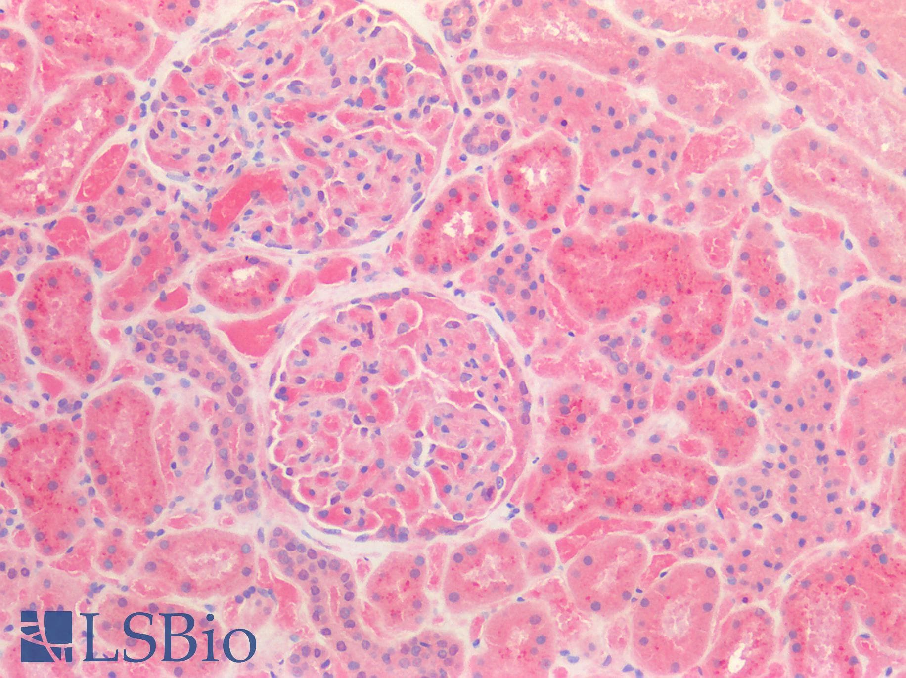 IHC-plus™ AZGP1 / ZAG Antibody (aa21-298, clone OTI10F2)