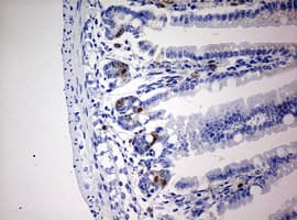 Monoclonal Mouse BrdU Antibody (clone 2B5, IHC, IF)