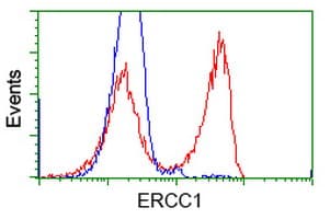 Monoclonal Mouse anti-Human ERCC1 Antibody (clone OTI1C3, WB)