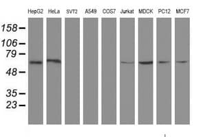GCP60 / ACBD3 Antibody (clone OTI3A1)