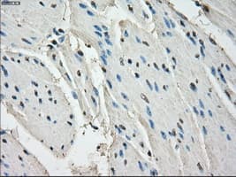 LTA4H / LTA4 Antibody (clone OTI1E9, Carrier-free)