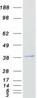 Human ZNF488 Protein (Recombinant Myc-DDK (Flag))